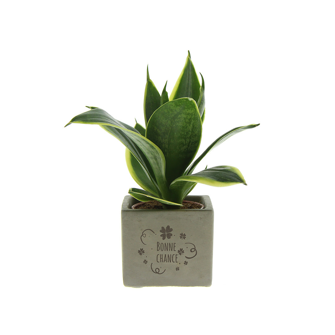 Groen geschenk met een Congreet® plantpots | Bonne chance