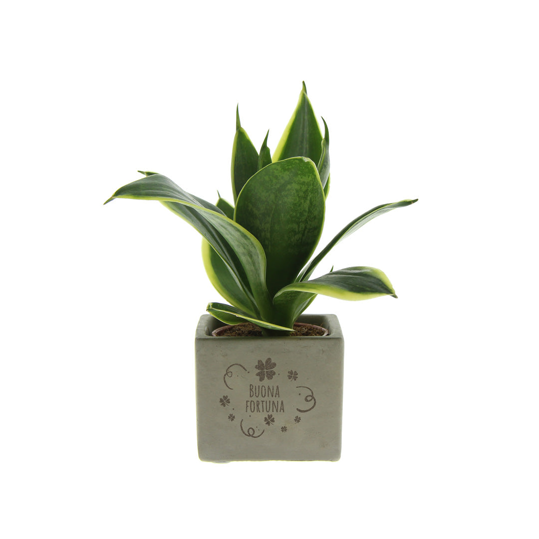 Groen geschenk met een Congreet® plantpots | Buona fortuna