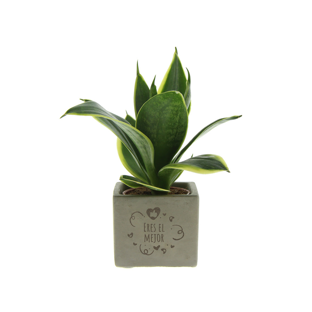 Groen geschenk met een Congreet® plantpots | Eres el mejor