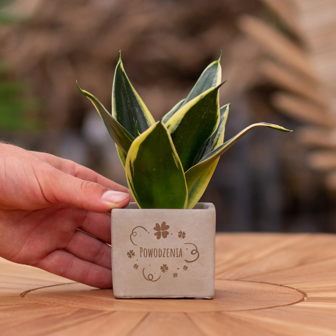 Plant als cadeau met een Congreet® plantpots | Powodzenia