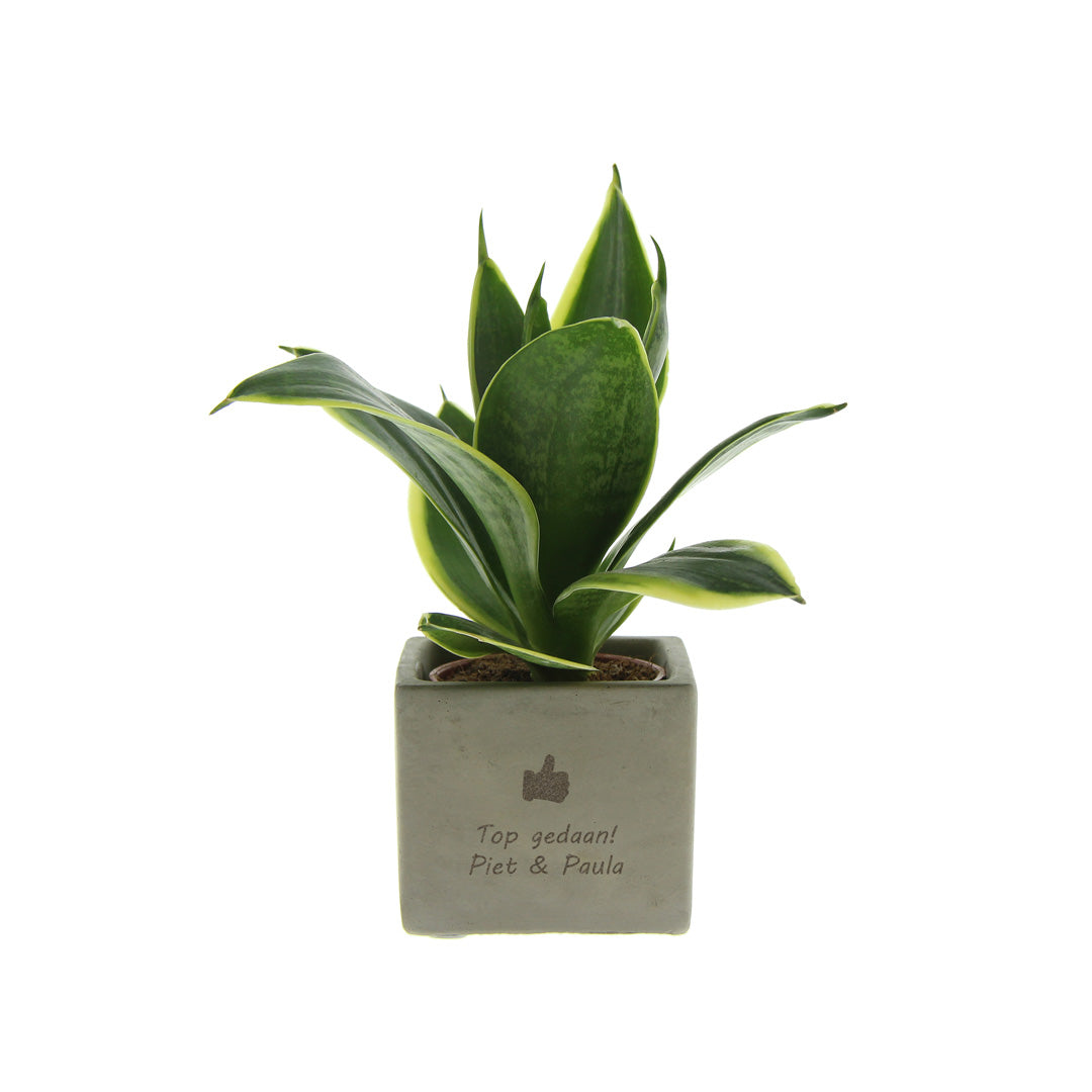Groen geschenk met een Congreet® plantpots duimpje met jouw tekst