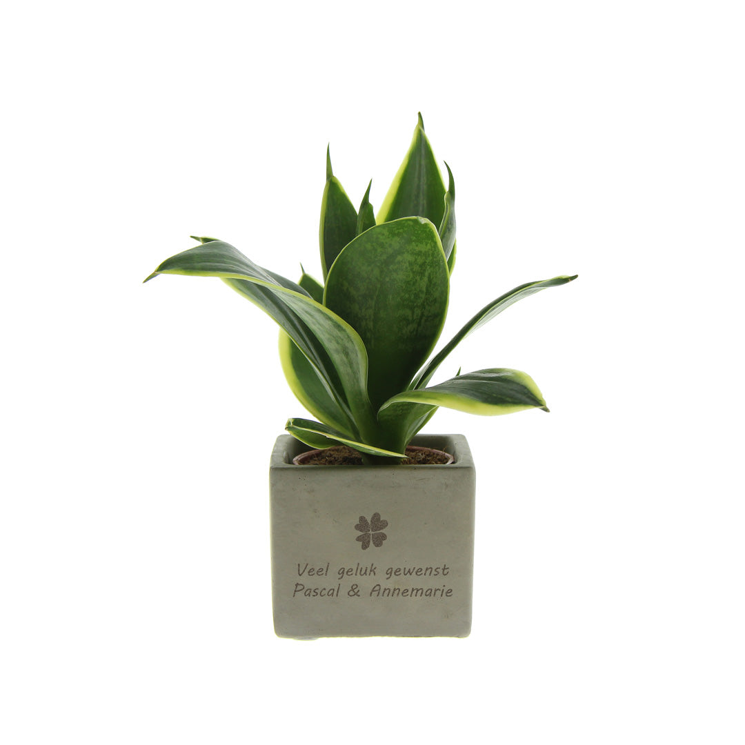 Groen geschenk met een Congreet® plantpots klavertjevier met jouw tekst